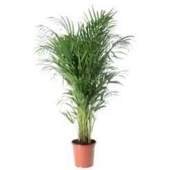 Butterfly Palm In 19cm Terracotta Plastic Grow Pot
