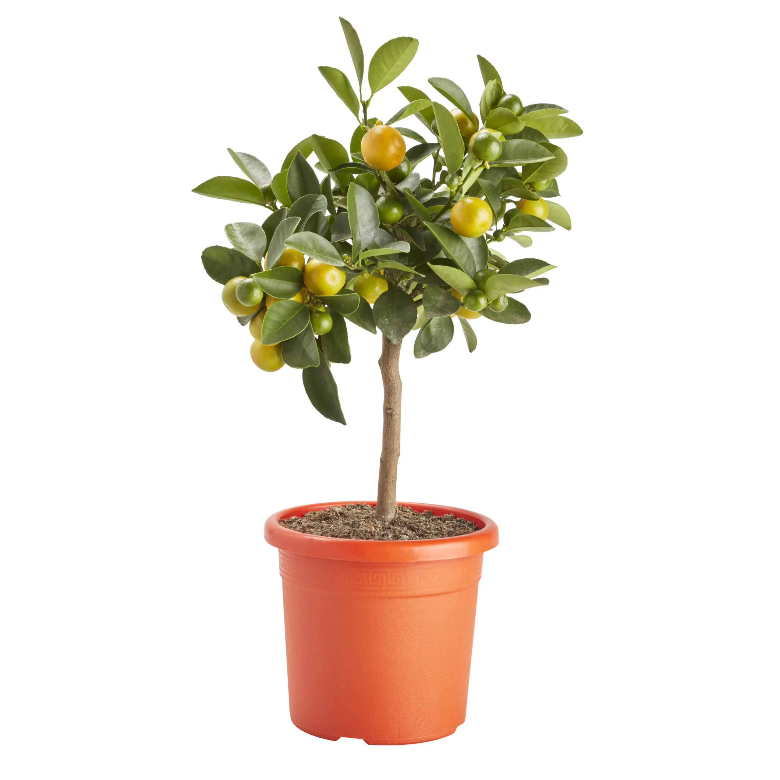 Citrus In 14cm Orange Plastic Grow Pot 1 Citrus In 14cm Orange Plastic Grow Pot