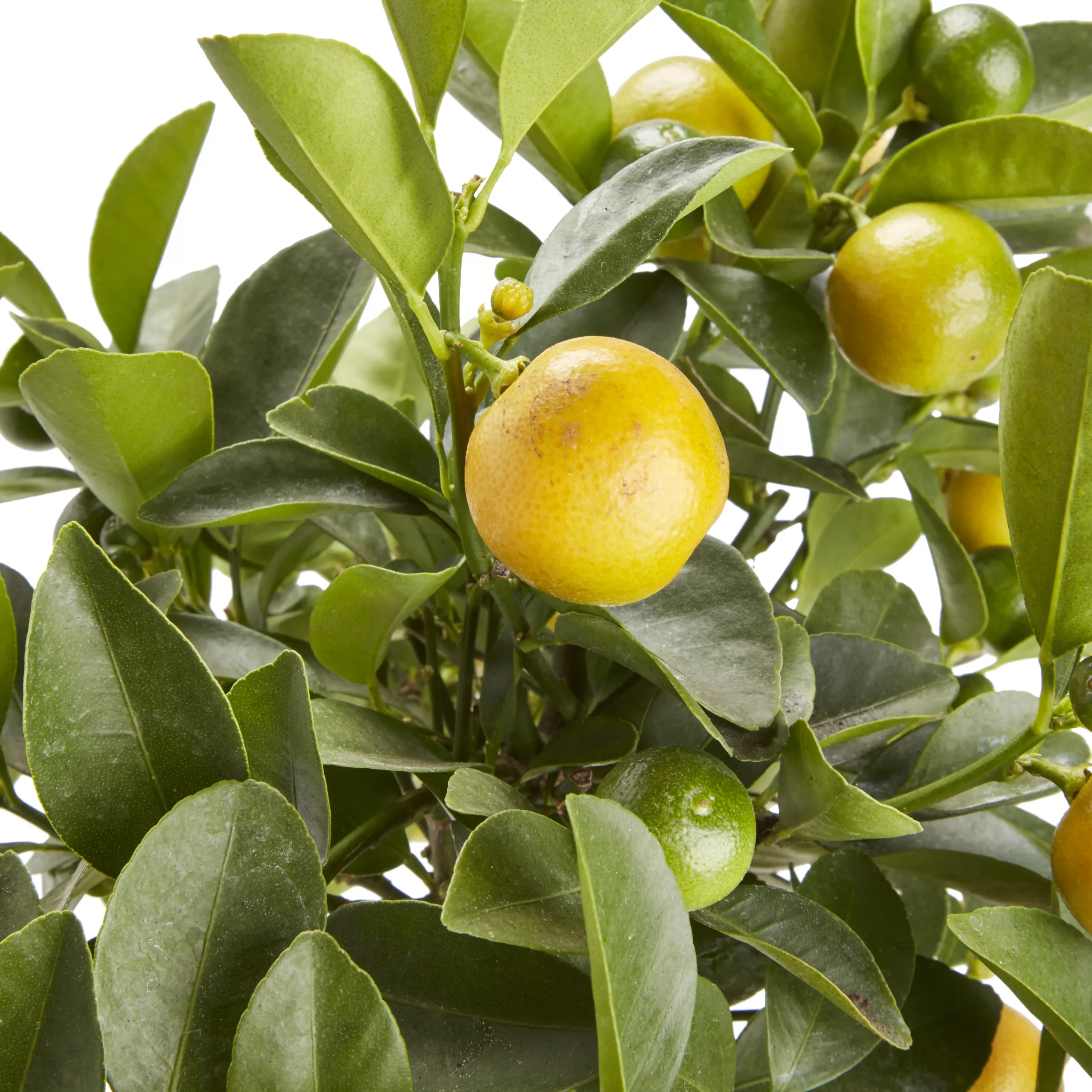 Citrus In 14cm Orange Plastic Grow Pot 2 Citrus In 14cm Orange Plastic Grow Pot - Image 2