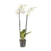 Double Stem Moth Orchid In 12cm Clear Plastic Grow Pot