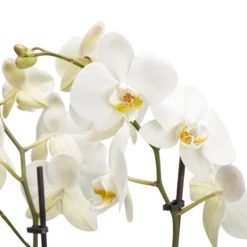 Double Stem Moth Orchid In 12cm Clear Plastic Grow Pot -Garden Care Shop double stem moth orchid in 12cm clear plastic grow pot3663602462873 36c bq