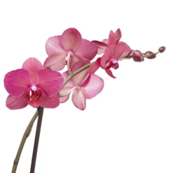 Double Stem Moth Orchid In 12cm Clear Plastic Grow Pot -Garden Care Shop double stem moth orchid in 12cm clear plastic grow pot3663602462873 38c bq