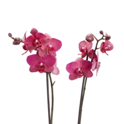 Double Stem Moth Orchid In 12cm Clear Plastic Grow Pot -Garden Care Shop double stem moth orchid in 12cm clear plastic grow pot3663602462873 39c bq