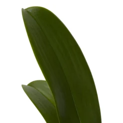 Double Stem Orchid In 12cm Assorted Ceramic Decorative Pot 15 Double Stem Orchid In 12cm Assorted Ceramic Decorative Pot -Garden Care Shop double stem orchid in 12cm assorted ceramic decorative pot3663602462934 21c