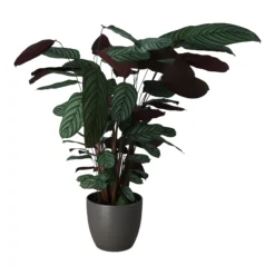 Dragon Tree In 24cm Assorted Ceramic Decorative Pot -Garden Care Shop dragon tree in 24cm assorted ceramic decorative pot5059340827858 22c