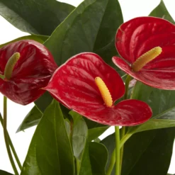 Flamingo Flower In 12cm White Ceramic Decorative Pot -Garden Care Shop flamingo flower in 12cm white ceramic decorative pot3663602497288 36c bq