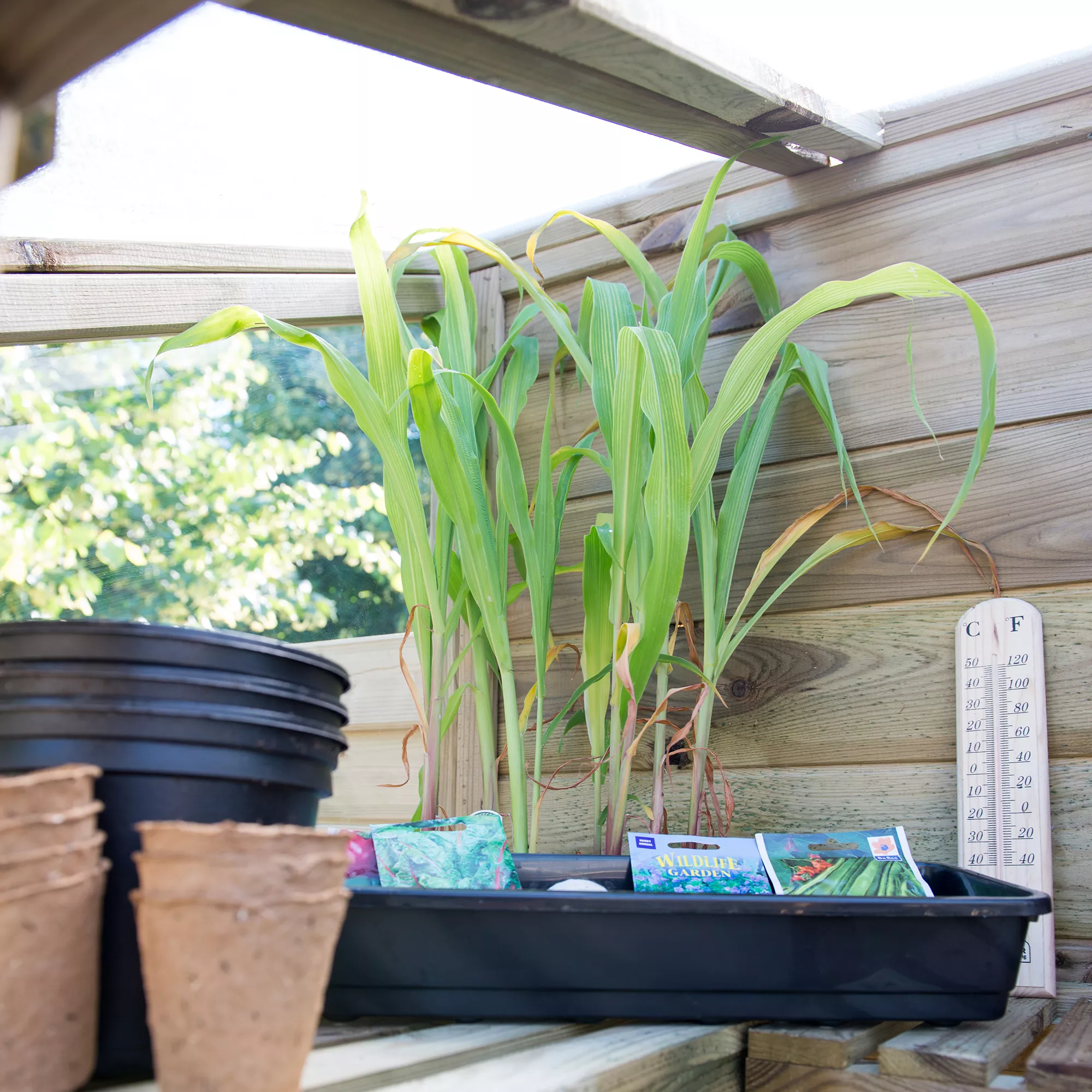 Forest Garden Natural Timber 5x2 Greenhouse 10 Forest Garden Natural Timber 5x2 Greenhouse - Image 10