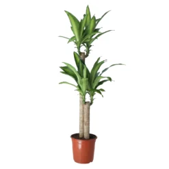 Golden Dragon Tree In 24cm Terracotta Plastic Grow Pot