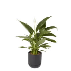 GoodHome Black Terracotta Circular Plant Pot (Dia)20.4cm 5 GoodHome Black Terracotta Circular Plant Pot (Dia)20.4cm -Garden Care Shop goodhome black terracotta circular plant pot dia 20 4cm3663602441281 21c