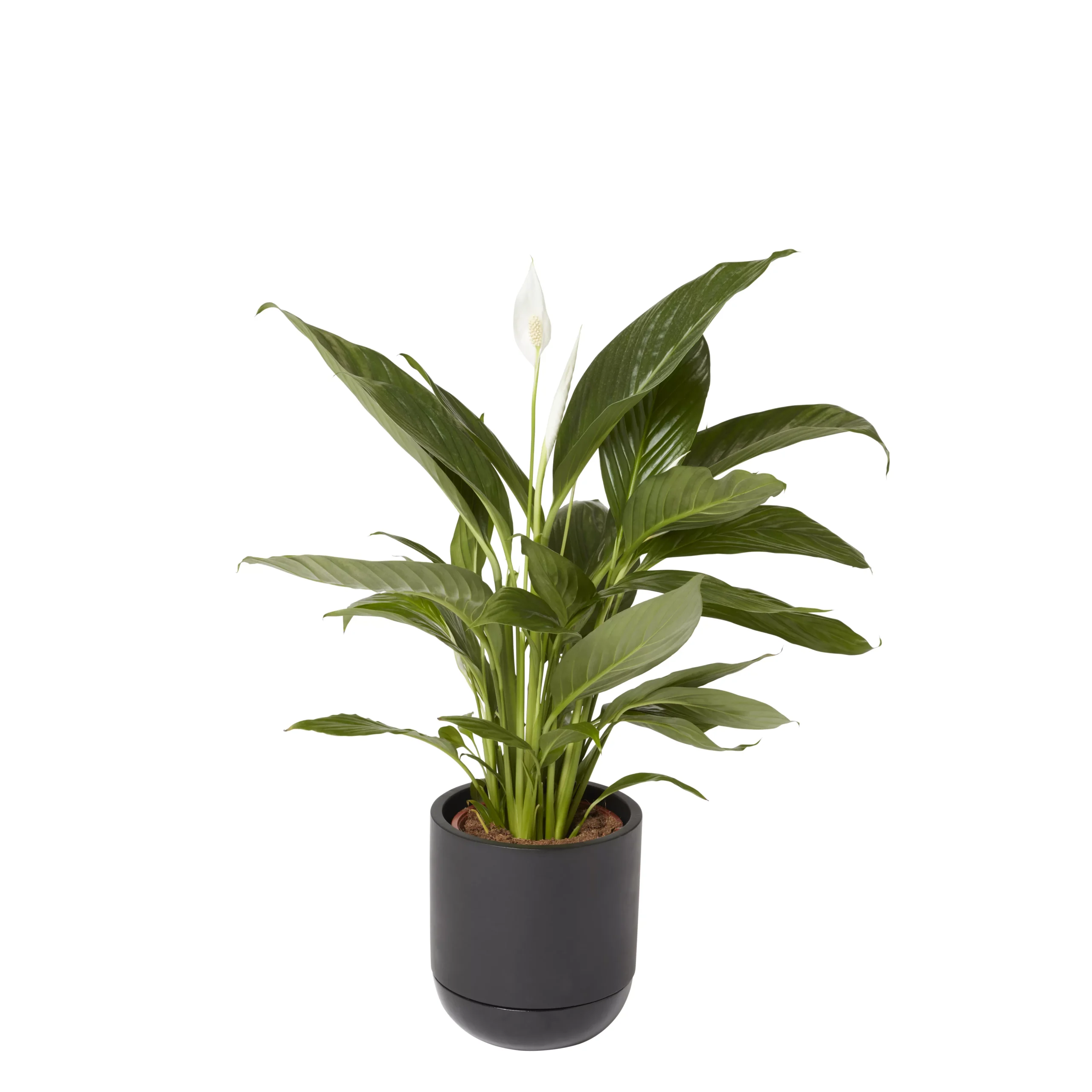 GoodHome Black Terracotta Circular Plant Pot (Dia)20.4cm 3 GoodHome Black Terracotta Circular Plant Pot (Dia)20.4cm - Image 3