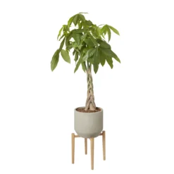 GoodHome Natural Wood Plant Pot (Dia)33.5cm -Garden Care Shop goodhome natural wood plant pot dia 33 5cm3663602442370 21c bq