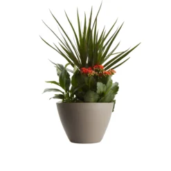 Houseplant Arrangement In 17cm Assorted Ceramic Pot 14 Houseplant Arrangement In 17cm Assorted Ceramic Pot -Garden Care Shop houseplant arrangement in 17cm assorted ceramic pot3663602497318 22c bq