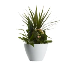 Houseplant Arrangement In 17cm Assorted Ceramic Pot 15 Houseplant Arrangement In 17cm Assorted Ceramic Pot -Garden Care Shop houseplant arrangement in 17cm assorted ceramic pot3663602497318 23c bq