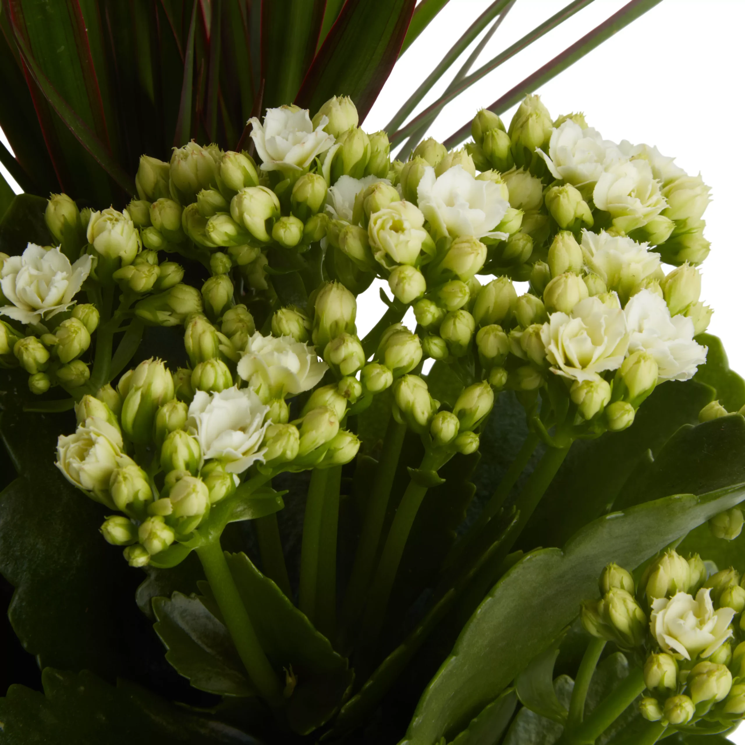 Houseplant Arrangement In 17cm Assorted Ceramic Pot 5 Houseplant Arrangement In 17cm Assorted Ceramic Pot - Image 5