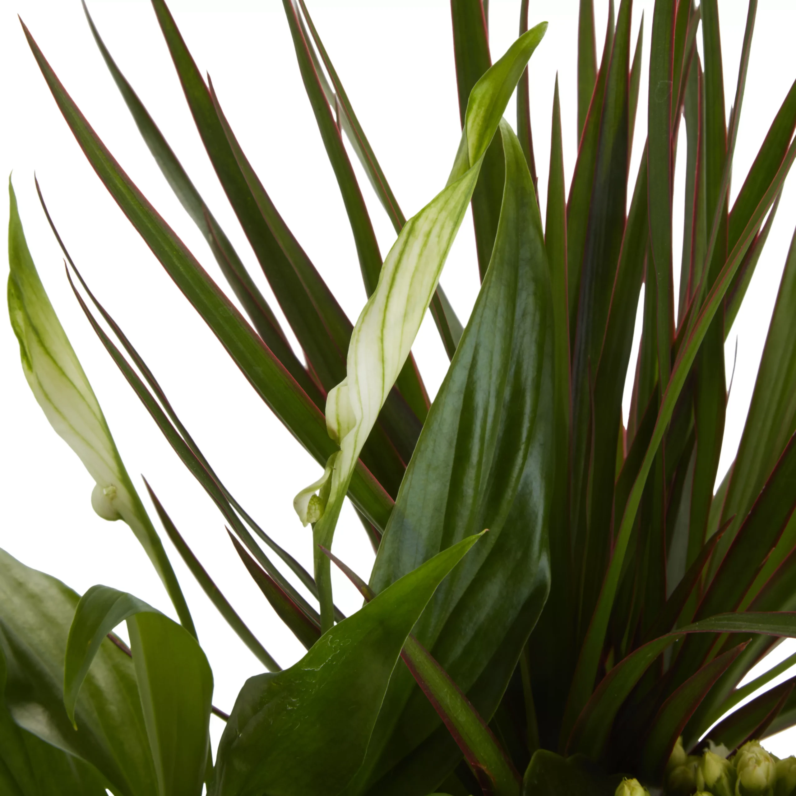 Houseplant Arrangement In 17cm Assorted Ceramic Pot 6 Houseplant Arrangement In 17cm Assorted Ceramic Pot - Image 6