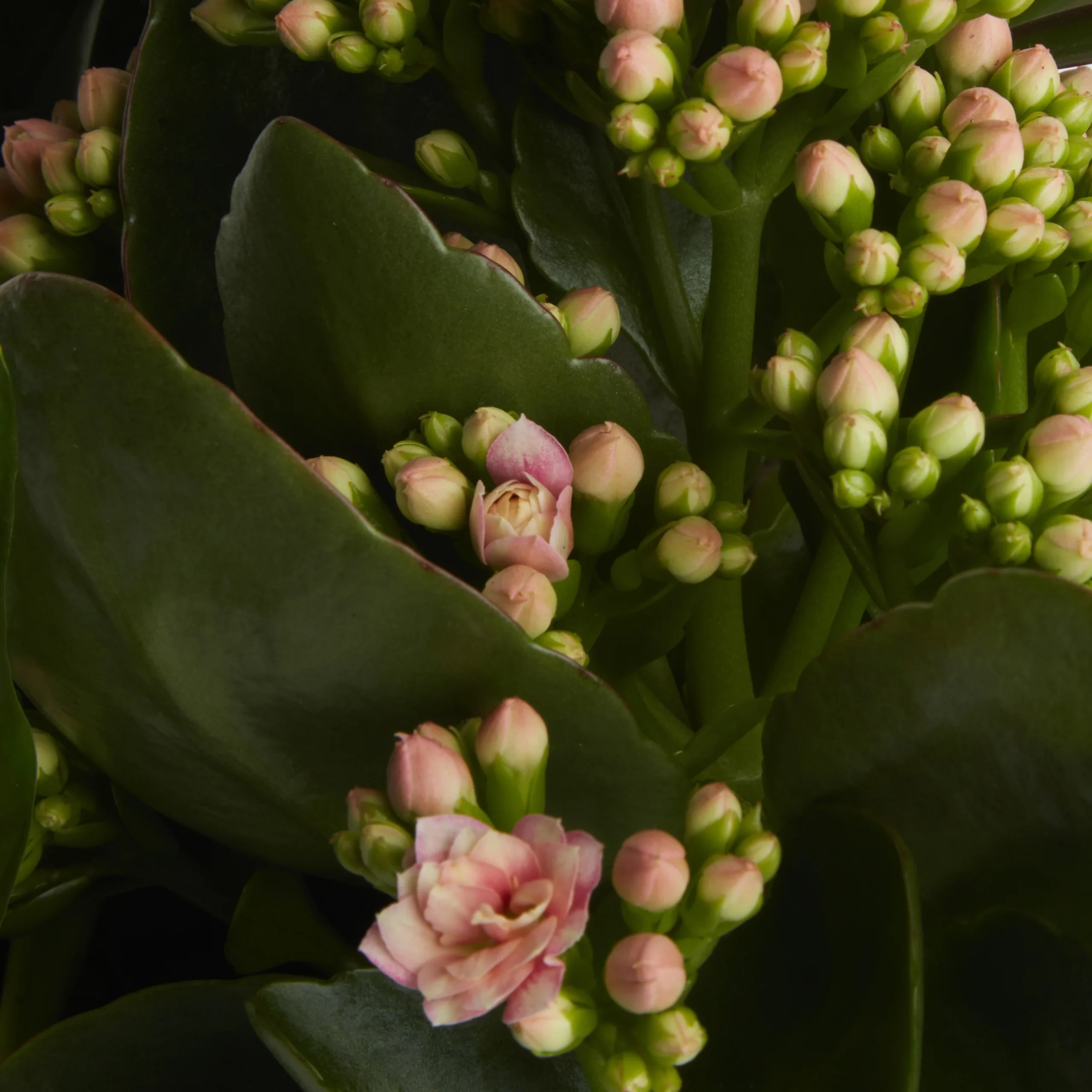 Houseplant Arrangement In 17cm Assorted Ceramic Pot 7 Houseplant Arrangement In 17cm Assorted Ceramic Pot - Image 7