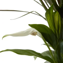 Houseplant Arrangement In 17cm Assorted Ceramic Pot 19 Houseplant Arrangement In 17cm Assorted Ceramic Pot -Garden Care Shop houseplant arrangement in 17cm assorted ceramic pot3663602497318 39c bq