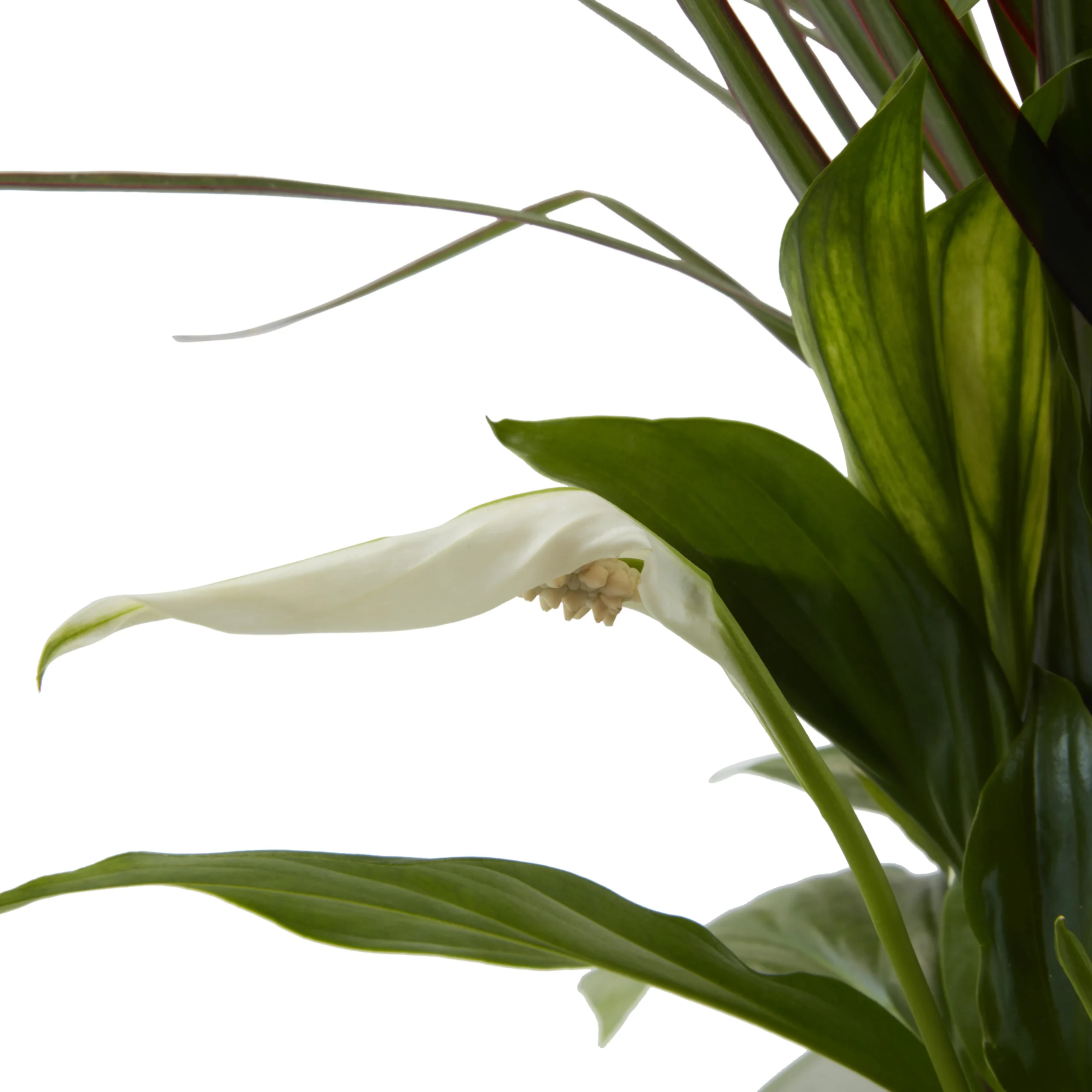 Houseplant Arrangement In 17cm Assorted Ceramic Pot 8 Houseplant Arrangement In 17cm Assorted Ceramic Pot - Image 8