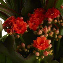 Houseplant Arrangement In 17cm Assorted Ceramic Pot 20 Houseplant Arrangement In 17cm Assorted Ceramic Pot -Garden Care Shop houseplant arrangement in 17cm assorted ceramic pot3663602497318 40c bq