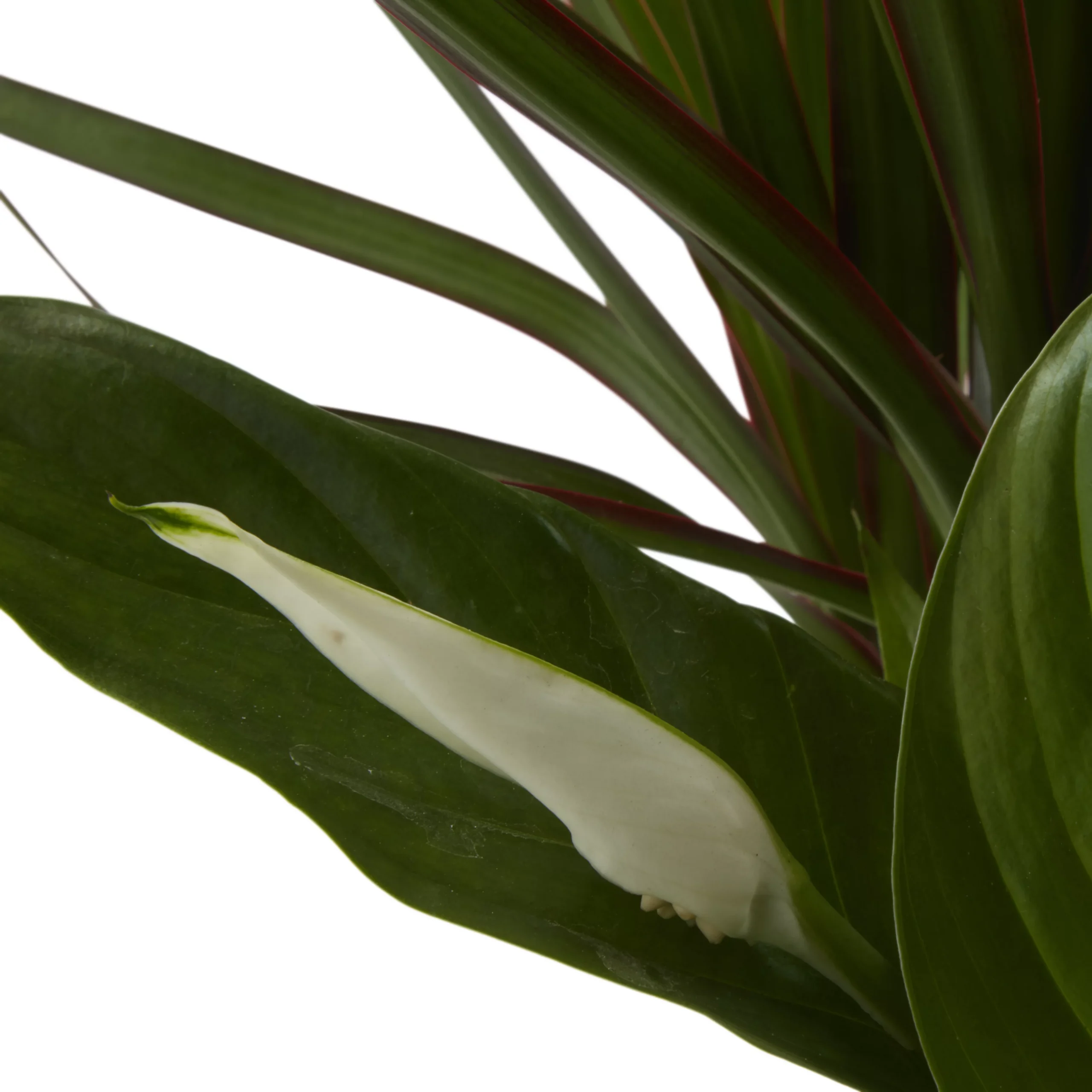 Houseplant Arrangement In 17cm Assorted Ceramic Pot 10 Houseplant Arrangement In 17cm Assorted Ceramic Pot - Image 10