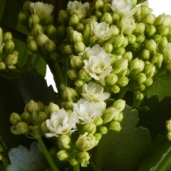 Houseplant Arrangement In 17cm Assorted Ceramic Pot 22 Houseplant Arrangement In 17cm Assorted Ceramic Pot -Garden Care Shop houseplant arrangement in 17cm assorted ceramic pot3663602497318 42c bq