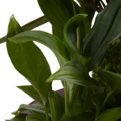 Houseplant Arrangement In 17cm Assorted Ceramic Pot 23 Houseplant Arrangement In 17cm Assorted Ceramic Pot -Garden Care Shop houseplant arrangement in 17cm assorted ceramic pot3663602497318 43c bq