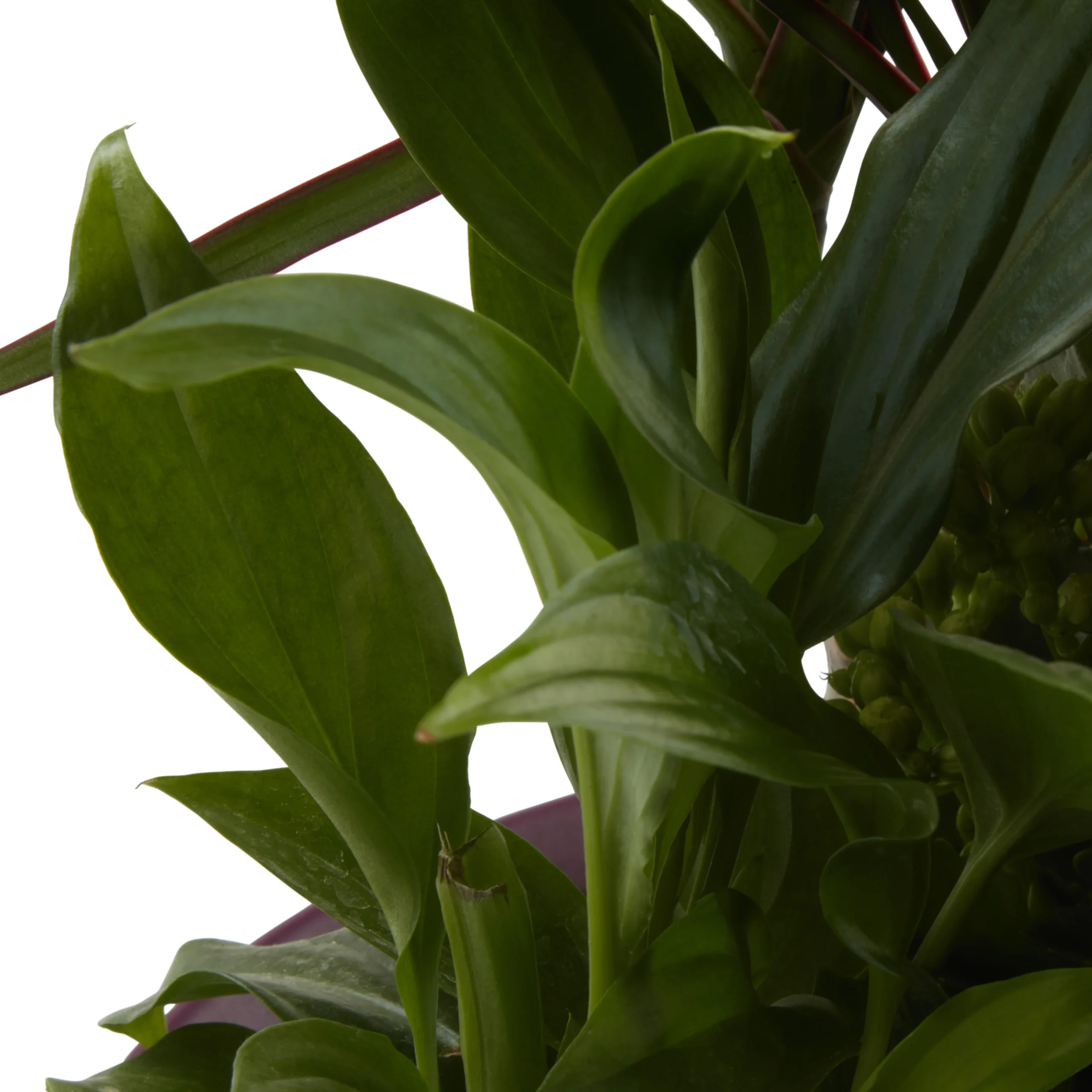 Houseplant Arrangement In 17cm Assorted Ceramic Pot 12 Houseplant Arrangement In 17cm Assorted Ceramic Pot - Image 12