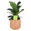 Indoor Plants Fig Terracotta Ceramic Decorative Pot