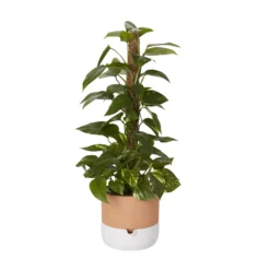 Ivy In 19cm Black Plastic Grow Pot -Garden Care Shop ivy in 19cm black plastic grow pot3663602462491 22c