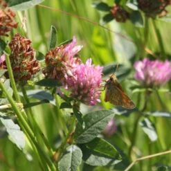 Meadowmat Wildflower Turf, 20m² Pack 10 Meadowmat Wildflower Turf, 20m² Pack -Garden Care Shop meadowmat wildflower turf 20m pack04168157 02i