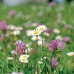 Meadowmat Wildflower Turf, 20m² Pack 11 Meadowmat Wildflower Turf, 20m² Pack -Garden Care Shop meadowmat wildflower turf 20m pack04168157 03i bq