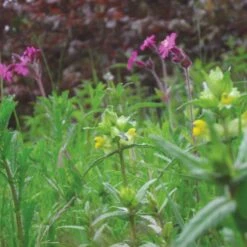 Meadowmat Wildflower Turf, 20m² Pack 13 Meadowmat Wildflower Turf, 20m² Pack -Garden Care Shop meadowmat wildflower turf 20m pack04168157 05i bq