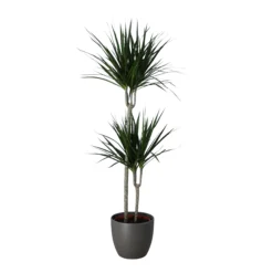 Never Plant In 24cm Assorted Ceramic Decorative Pot -Garden Care Shop never plant in 24cm assorted ceramic decorative pot5059340827834 22c