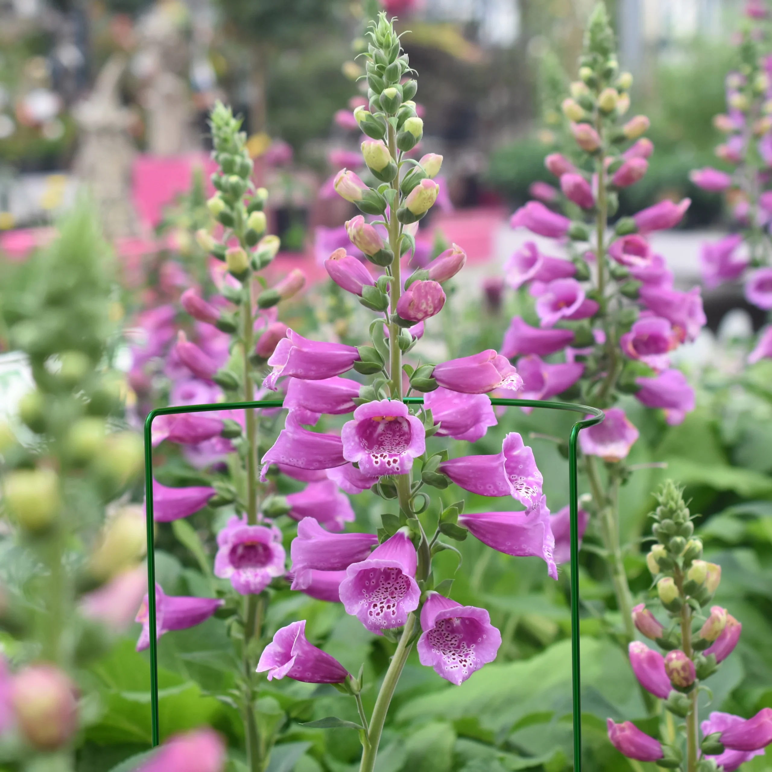 Panacea Steel Curved Plant Support Frame (L)90cm (Dia)40cm, Pack Of 3 2 Panacea Steel Curved Plant Support Frame (L)90cm (Dia)40cm, Pack Of 3 - Image 2