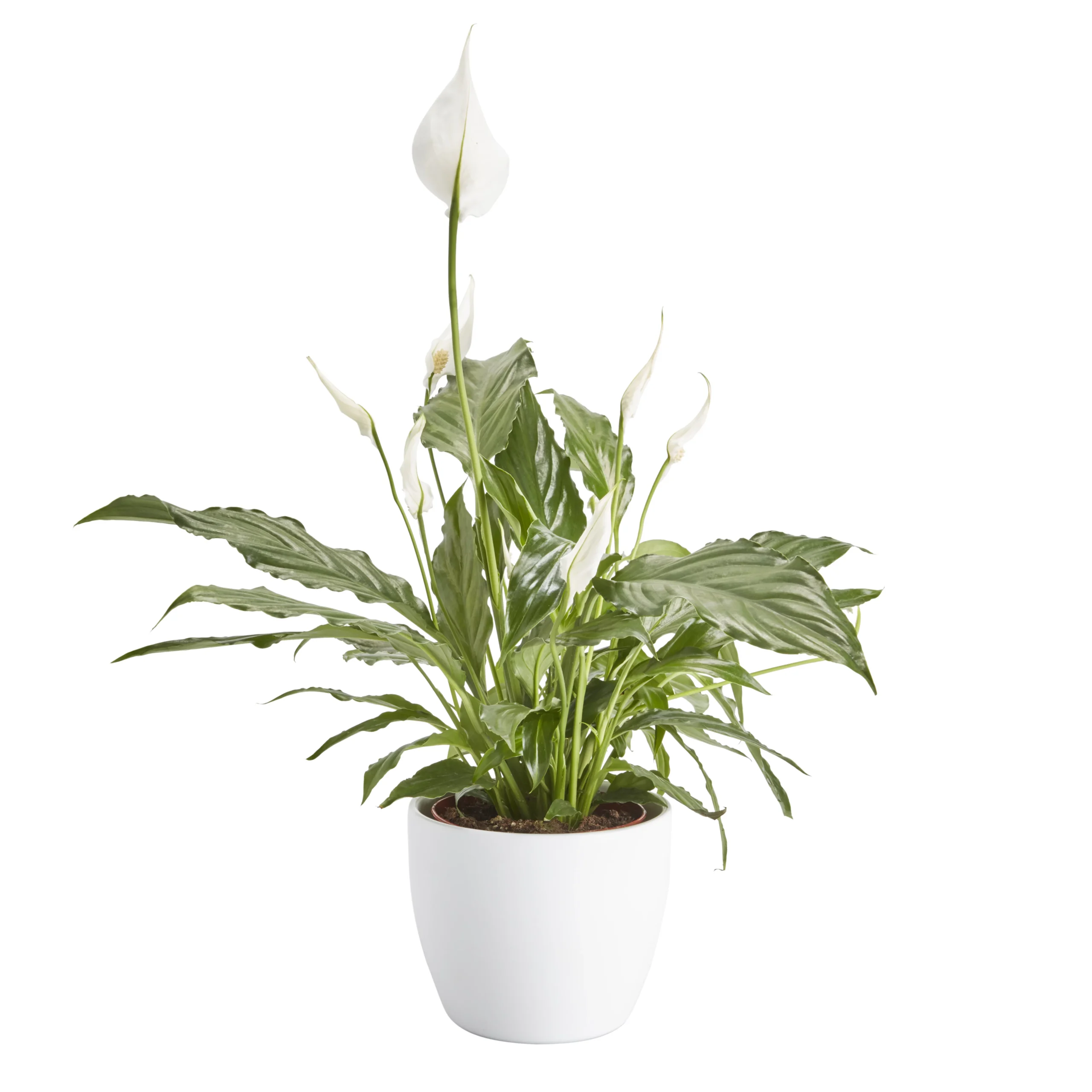 Peace Lily In 14cm White Ceramic Grow Pot 1 Peace Lily In 14cm White Ceramic Grow Pot