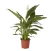 Peace Lily In 17cm Terracotta Plastic Grow Pot
