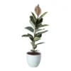 Rubber Plant In 24cm Assorted Ceramic Decorative Pot