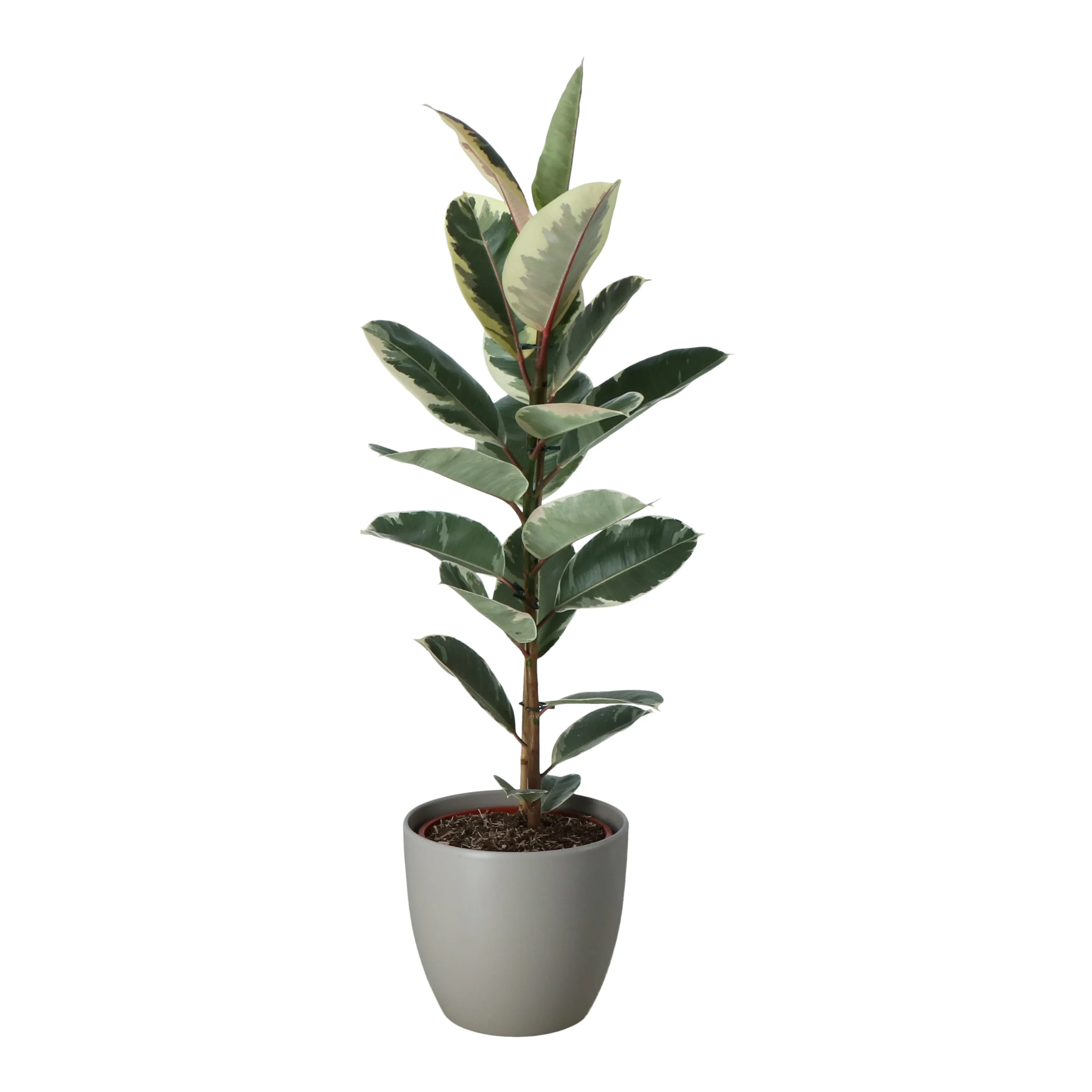 Rubber Plant In 24cm Assorted Ceramic Decorative Pot 2 Rubber Plant In 24cm Assorted Ceramic Decorative Pot - Image 2