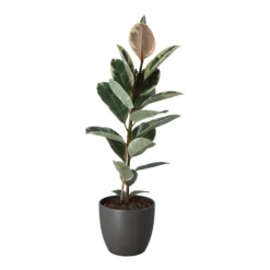 Rubber Plant In 24cm Assorted Ceramic Decorative Pot 5 Rubber Plant In 24cm Assorted Ceramic Decorative Pot -Garden Care Shop rubber plant in 24cm assorted ceramic decorative pot5059340827810 22c