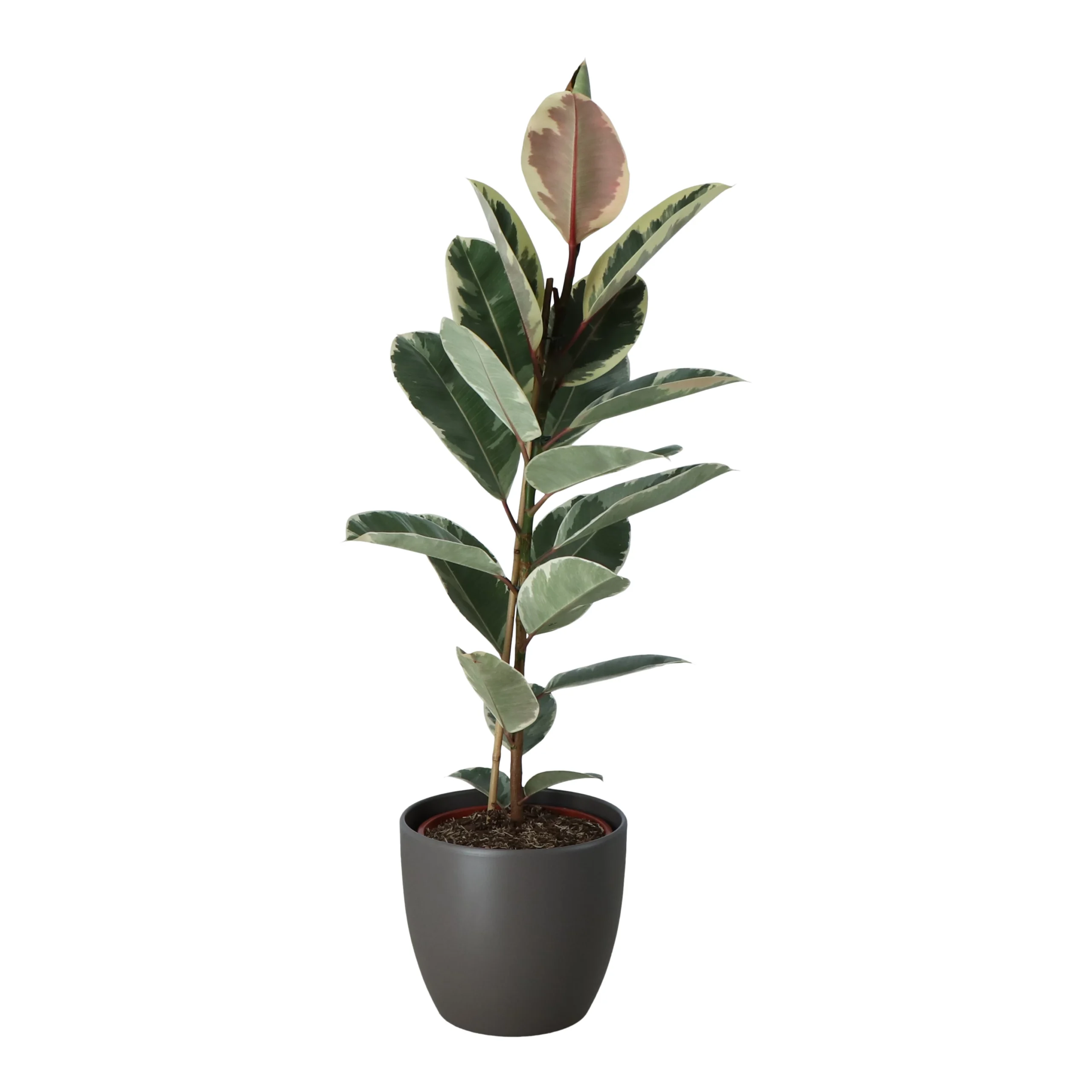 Rubber Plant In 24cm Assorted Ceramic Decorative Pot 3 Rubber Plant In 24cm Assorted Ceramic Decorative Pot - Image 3