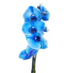 Single Stem Blue Moth Orchid In 12cm Clear Plastic Grow Pot -Garden Care Shop single stem blue moth orchid in 12cm clear plastic grow pot3663602462927 37c bq