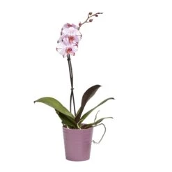 Single Stem Orchid In 12cm Assorted Ceramic Decorative Pot -Garden Care Shop single stem orchid in 12cm assorted ceramic decorative pot3663602462941 22c bq