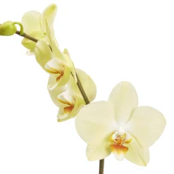 Single Stem Orchid In 12cm Assorted Ceramic Decorative Pot -Garden Care Shop single stem orchid in 12cm assorted ceramic decorative pot3663602462941 36c bq