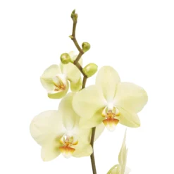 Single Stem Orchid In 12cm Assorted Ceramic Decorative Pot -Garden Care Shop single stem orchid in 12cm assorted ceramic decorative pot3663602462941 37c bq