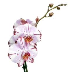 Single Stem Orchid In 12cm Assorted Ceramic Decorative Pot -Garden Care Shop single stem orchid in 12cm assorted ceramic decorative pot3663602462941 43c bq
