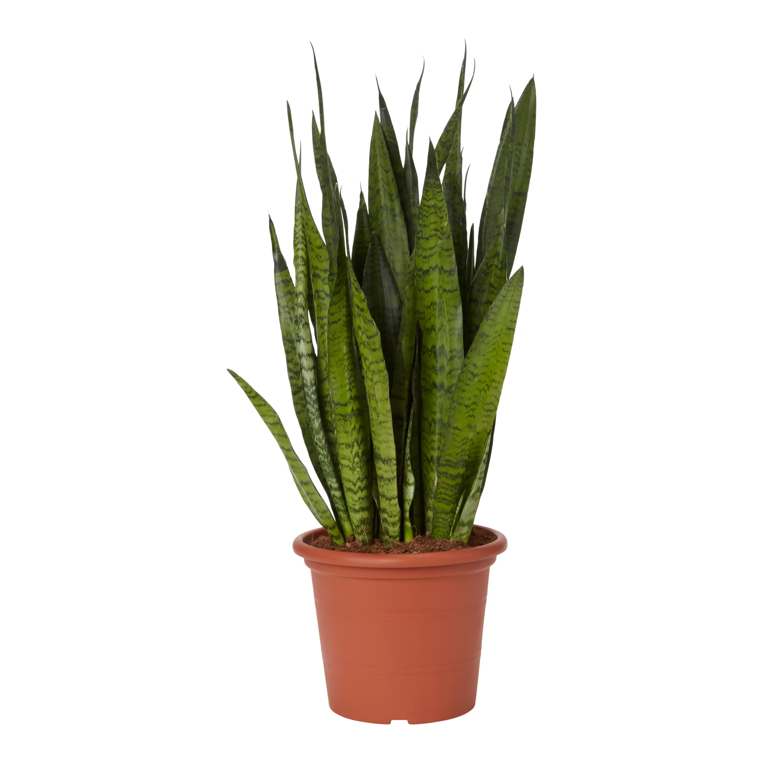 Snake Plant In 25cm Plastic Pot 1 Snake Plant In 25cm Plastic Pot