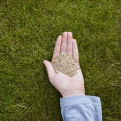 Verve Easy Start Coated Grass Seeds, 1.5kg -Garden Care Shop verve easy start coated grass seeds 1 5kg3663602947493 01i