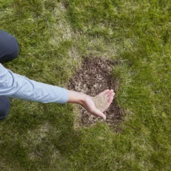 Verve Easy Start Coated Grass Seeds, 1.5kg -Garden Care Shop verve easy start coated grass seeds 1 5kg3663602947493 03i