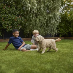 Verve Family & Sports Grass Seeds, 1.5kg -Garden Care Shop verve family sports grass seeds 1 5kg3663602947516 05i