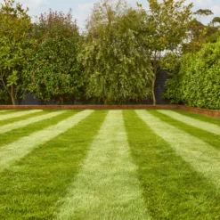 Verve Fine English Grass Seeds, 1.25kg -Garden Care Shop verve fine english grass seeds 1 25kg3663602947592 01i